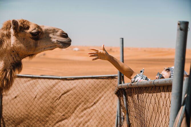 Camel Trekking in Open Red Dunes Desert - Accessibility and Participation Guidelines