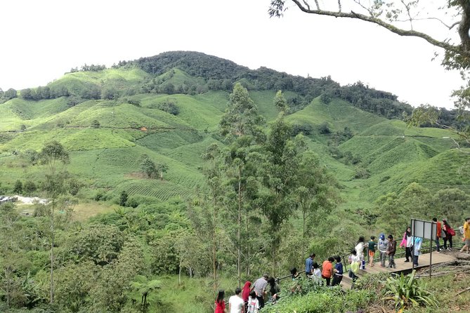 Cameron Highlands, Garden of Nature Full Day Private Guided Tour - Tips for an Enjoyable Experience