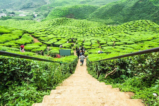 Cameron Highlands Tour With Lunch on Private Basis - Essential Information
