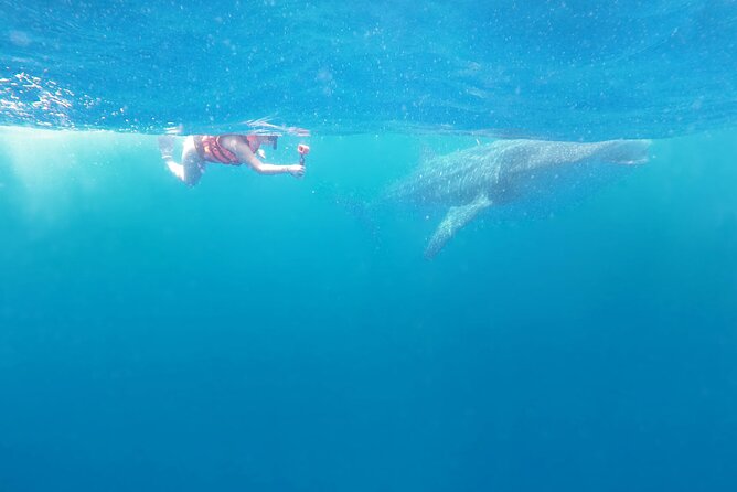 Cancun Whale Shark Experience With Snorkel & Transportation - How to Prepare