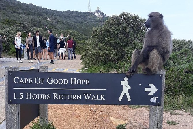 Cape Point, Boulders Beach in Private Car Entrance Fees Included - Booking Process