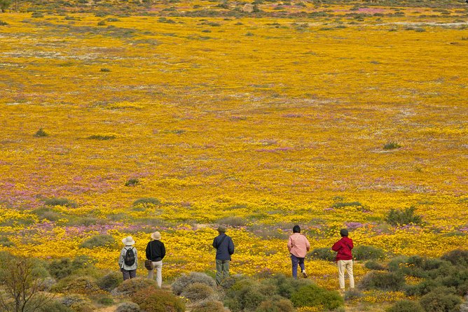 Cape West Coast Full Day Private Day Tour - Weather and Dress