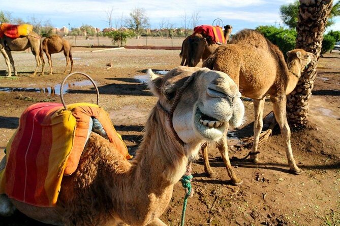 Casablanca Airport to Marrakech Private Transfer With Marrakech City Tour - Booking Process and Pricing