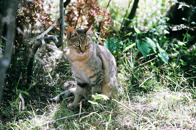 Cats in Conservation - Educational Programs and Awareness
