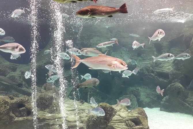 Chania Childrens Day CretAquarium Dinosauria and Labyrinth Park - Highlights of the Tour