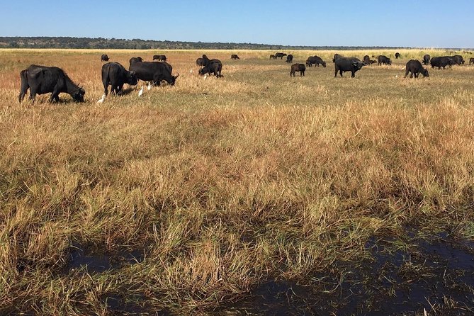 Chobe Half Day Trip - Itinerary