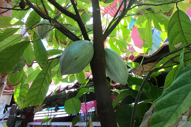 Chocolate Factory, Mayan Culture, Flavored Tequila & Tacos. - Tequila Tasting and Taco Lunch