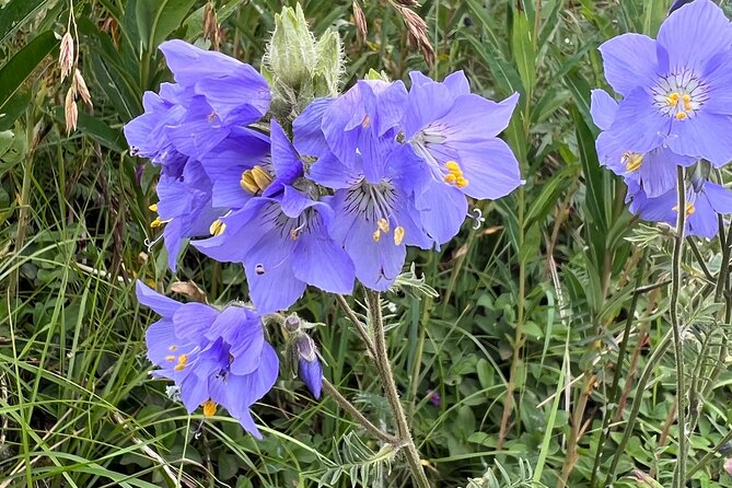 Chugach State Park Nature Walk - Pricing and Cancellation Policy