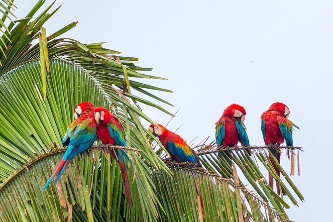 Chuncho Macaw Clay Lick Full Day - Client Reviews