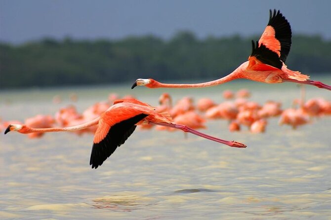 Coloradas Pink Lagoon Adventure From Playa Del Carmen and Riviera Maya - Positive Customer Feedback