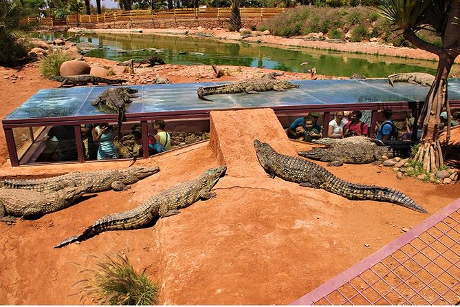 Crocoparc Tour in Agadir - Tour Group Size and Activities