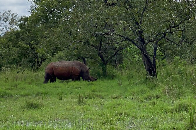Day Tour Of Ziwa Rhino Sanctuary and Wildlife Ranch - ZIWA RHINO TREKKING - Feedback From Travelers