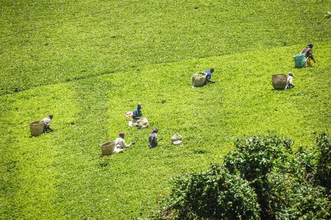 Day Tour To Kiambethu Tea Farm in Limuru - Convenient Pickup and Transfers