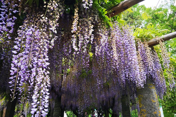Day Trip Flower Island of Mainau Including Meersburg - Transportation Options