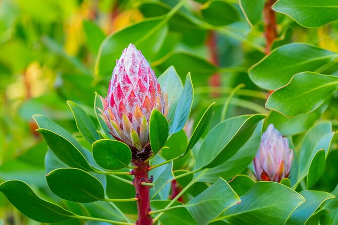 Day Trip Oahu to Maui Haleakala, Iao Valley & Central Maui - Highlights of Wailuku
