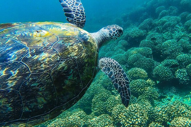Daymaniyat Island Natural Reserve and Dolphin Watching - Accessibility and Child Policy