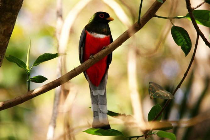 Desembocada and Ameca River Bird Paradise (Wetland and Tropical Birds in Pv) - Variety of Ecosystems and Habitats