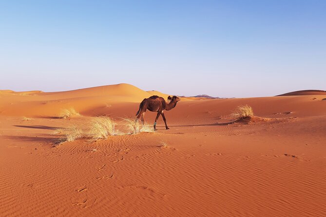 Desert Camp & Erg Chebbi - Packing for the Saharan Adventure