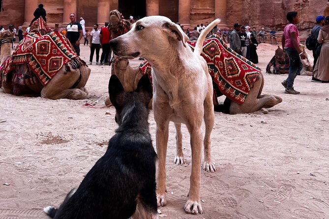 Discover Petra Hidden Gems - Customizing Your Petra Experience