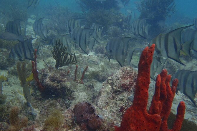 Discover Scuba - Professional Guides and Instructors