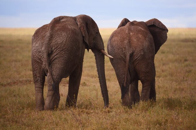Discover the Group Joining for 5-Day Tanzania Safari in 2025 - Booking Confirmation and Cancellation