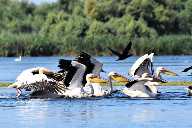 Discover Unesco Heritage From Romania in 11 Days Private Guided Tour - Travel Requirements