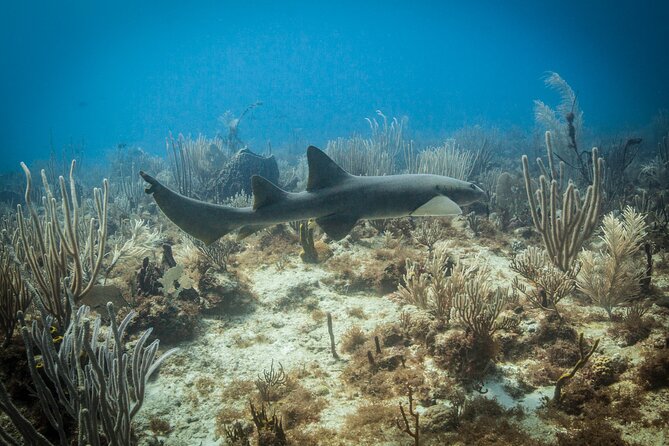 DiveCarib - An Eco-Friendly Certified Diver Trip in Antigua - Positive Traveler Experiences