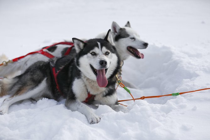 Dogsled Adventure in Mont-Tremblant - Scenic Highlights of Mont-Tremblant