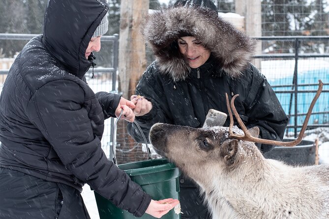 Dogsled and Reindeer Day Trip to Borealis Basecamp - Questions About Your Stay
