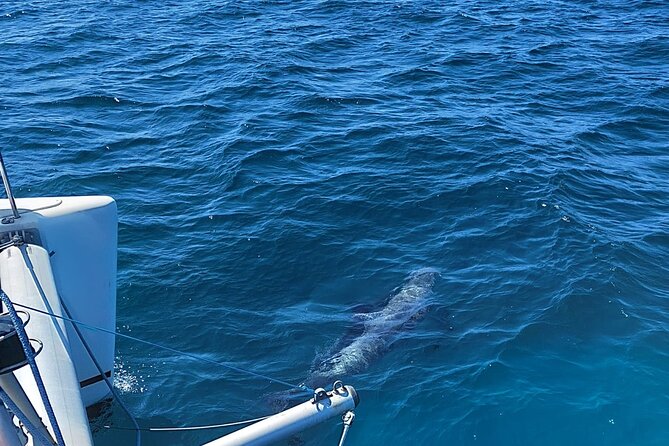 Dolphin Trips on a Catamaran - Crew Professionalism and Hospitality