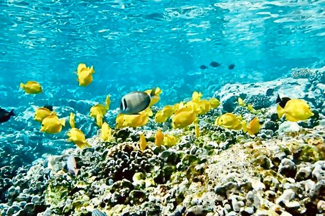 Dolphin Watching & Snorkel in the West Coast Line of Oahu - Booking and Cancellation Policy