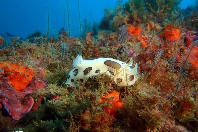 Double Dive in the Algarve. Dont Stop on the Beach! - Pricing and Cancellation Policy