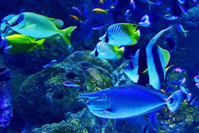 Dubai Aquarium and Underwater Zoo Admission Ticket With Options - Recommendations and Tips for Visitors