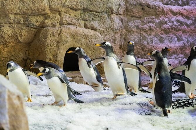 Dubai Aquarium and Underwater Zoo With Penguin Cove Tickets. - Special Activities