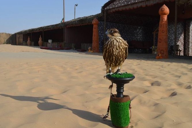 Dubai Desert Safari With Camel Riding, Sand Boarding,Bbq Dinner and 3 Live Shows - Live Entertainment Shows