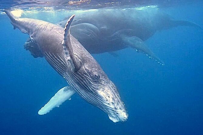 Eco-friendly Dolphin Watching Tour in Mauritius - Experience Highlights