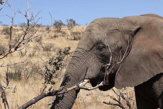 Elephant Experience & Lesedi Cultural Village - Booking and Cancellation Details