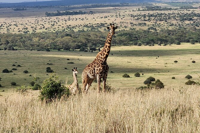 Elephant Orphanage, Giraffe Centre& Optional Nairobi Nationalpark - Booking Information and Policies