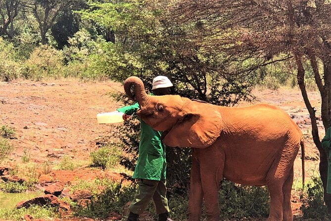 Elephant Orphanage Ticket With Pick up and Drop off - Tips for a Smooth Visit