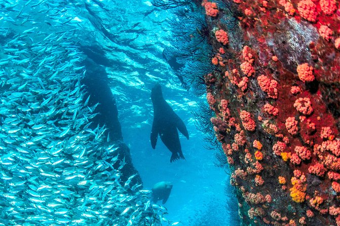 Espiritu Santo Island Snorkel & Sea Lion Adventure - Meeting Point and Transportation