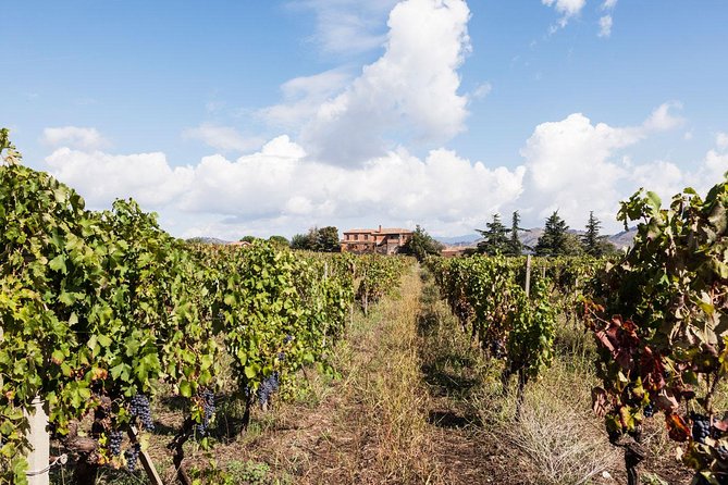 Etna DOC & Organic Wine Tasting and Tour of the 1815 Historic Winery - Tasting and Pairing