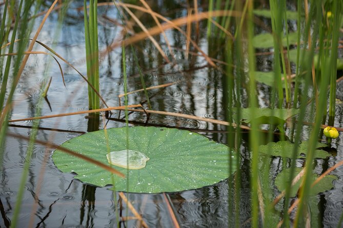 Everglades Admission Ticket With Airboat Ride and Wildlife Show - Transportation and Location