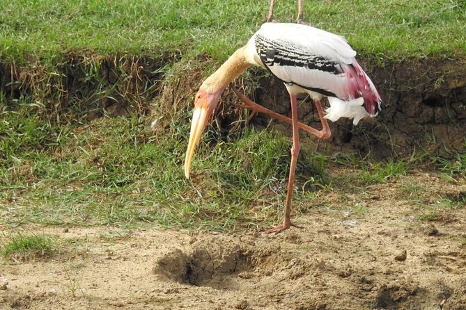 Explore Beauty Of Yala (Ruhuna) National Park From South Coast in One Day. - Reviews and Visitor Feedback