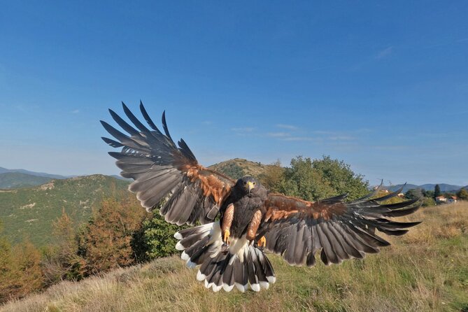 Falconry Experience in Tuscany - Interaction With the Hawks