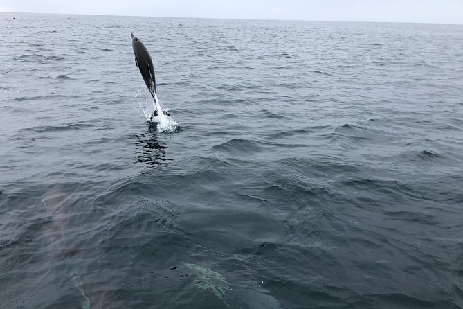 Family and Private Group Whale and Dolphin Watching - Customer Reviews and Feedback