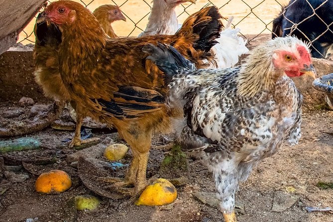 Farm-to-Table Cooking Class in an Organic Farm, Laconia, Greece! - Meeting Point and Transfer