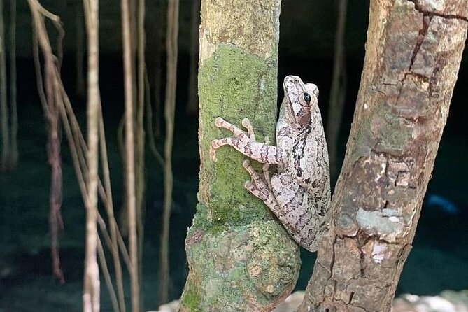 Five Cenotes Jungle Experience in the Riviera Maya - Unique Exploration Opportunities