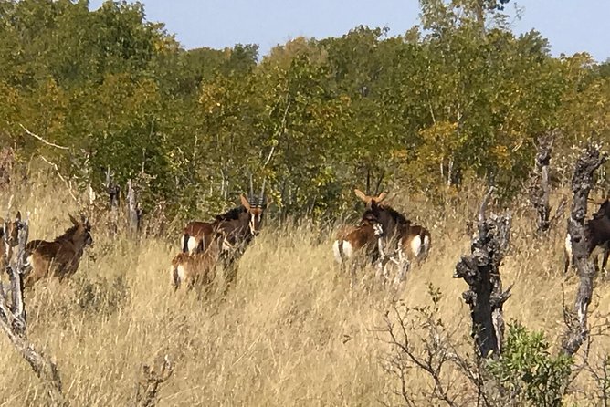 Five-Day Hwange NP, Chobe NP and Victoria Falls Combo - Customer Experiences