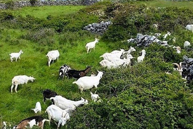 Food, Heritage & Cultural Tour Inishmore, Aran Islands. Guided. - Savoring Artisan Goat Cheese