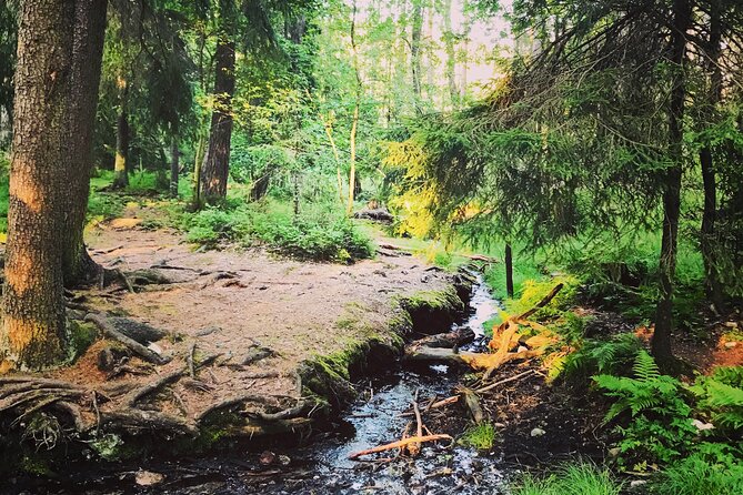 Forestbathing and Natural Spring Water - in Stockholm Nature - Guided Meditation and Relaxation